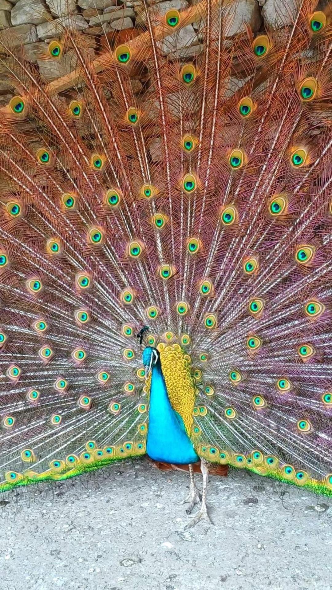 Casa Florilor Barcut Daire Dış mekan fotoğraf