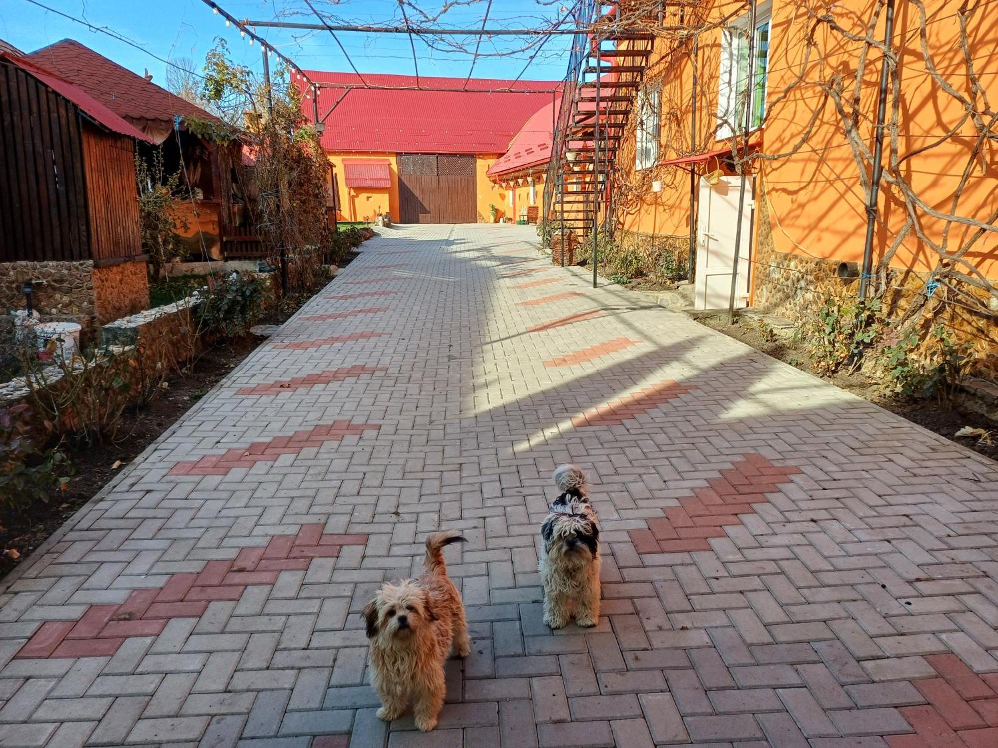 Casa Florilor Barcut Daire Dış mekan fotoğraf